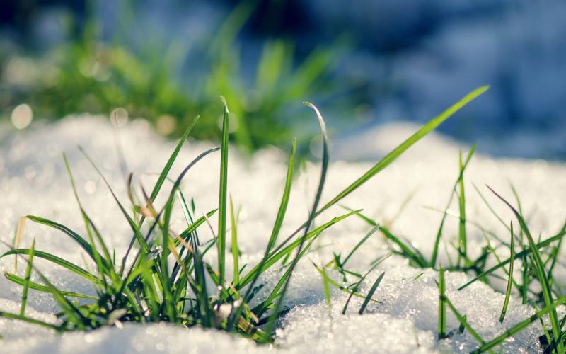 Nature___Seasons___Spring__Early_grass_from_under_the_snow_in_spring_069165_